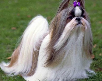 Shih Tzu Wallpapers Screenshots 0