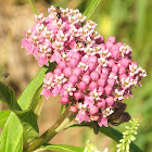 Swamp Milkweed