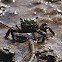 Mud Crab (juvenile)