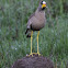 African Wattled Lapwing