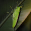 Esperanza de cuerno -- Conehead katydid