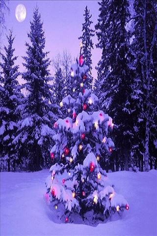Christmas Tree LWP