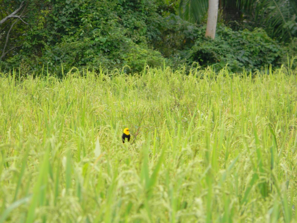 turpial de agua - toche de pantano - Yellow-hooded Blackbird