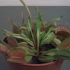Venus atrapamoscas, venus flytrap