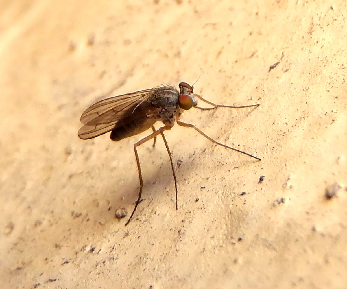 Long-legged fly. Mosca de patas largas