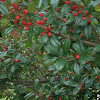 Red Berry Tree