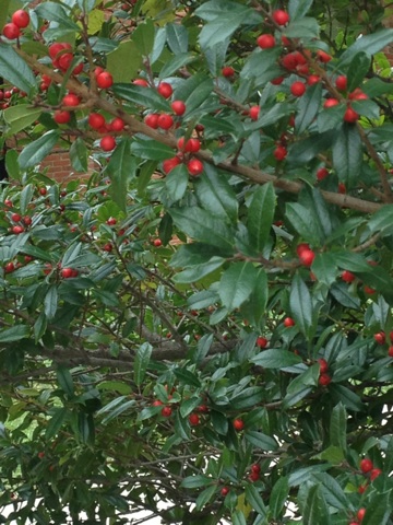 Red Berry Tree