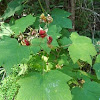 thimbleberry