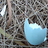 Starling egg