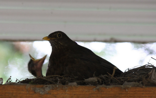 Common Blackbird / Amsel