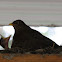 Common Blackbird / Amsel