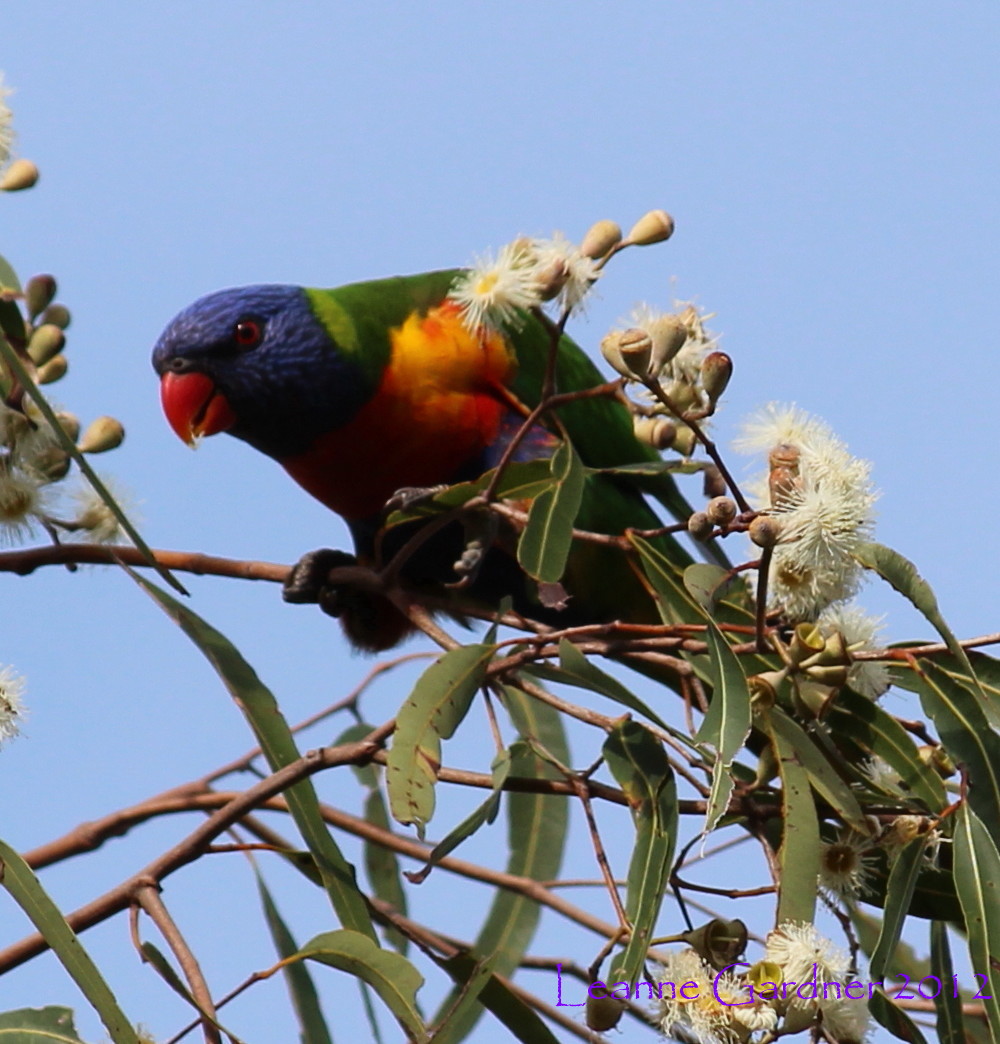 Rainbow Lorikeet