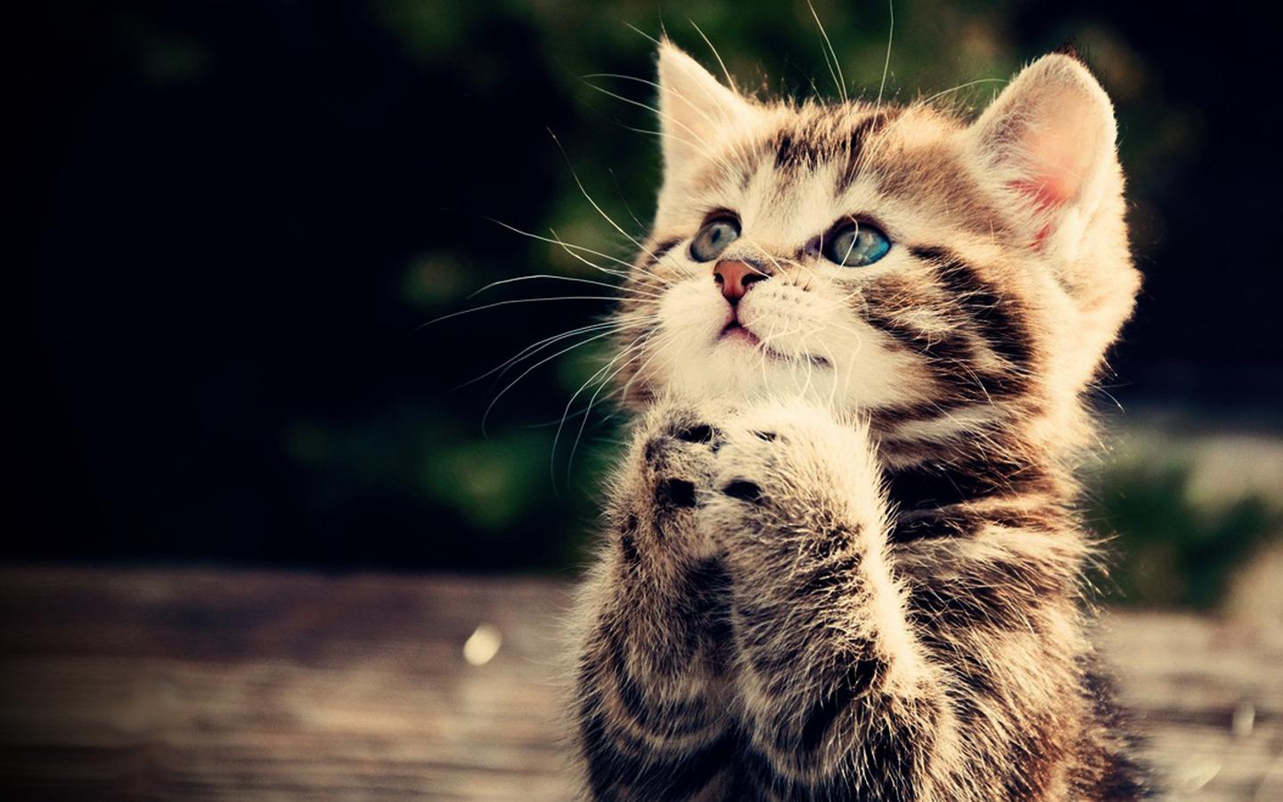 Cute Kitten Wallpaper Apl Android Di Google Play