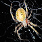 Arabesque Orbweaver