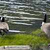 Canada geese