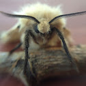 Gypsy Moth (female)