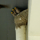 Eurasian crag martin (young)