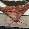 Pink Bellied Moth