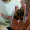 Sophorae Owl-Butterfly
