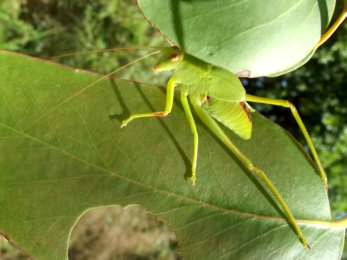 Gum leaf katydid - late instar