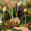 Dwarf Haircap moss