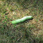 laurel sphinx caterpillar