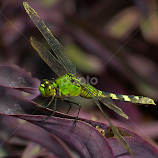 Greenie by Dennis Rubin -  