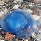 Blue barrel jellyfish