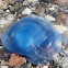 Blue barrel jellyfish