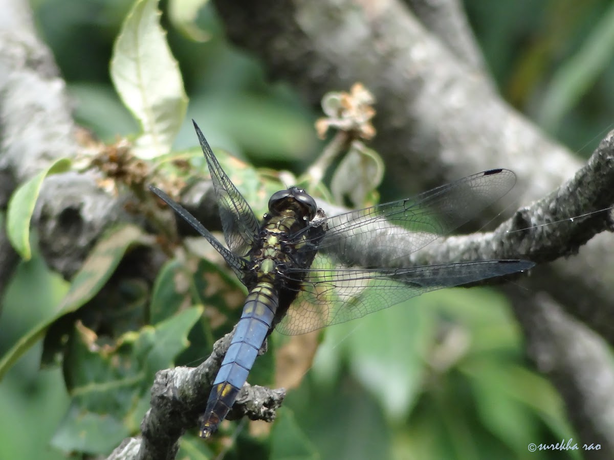 Blacktailed Skimmer dragonfly (male)