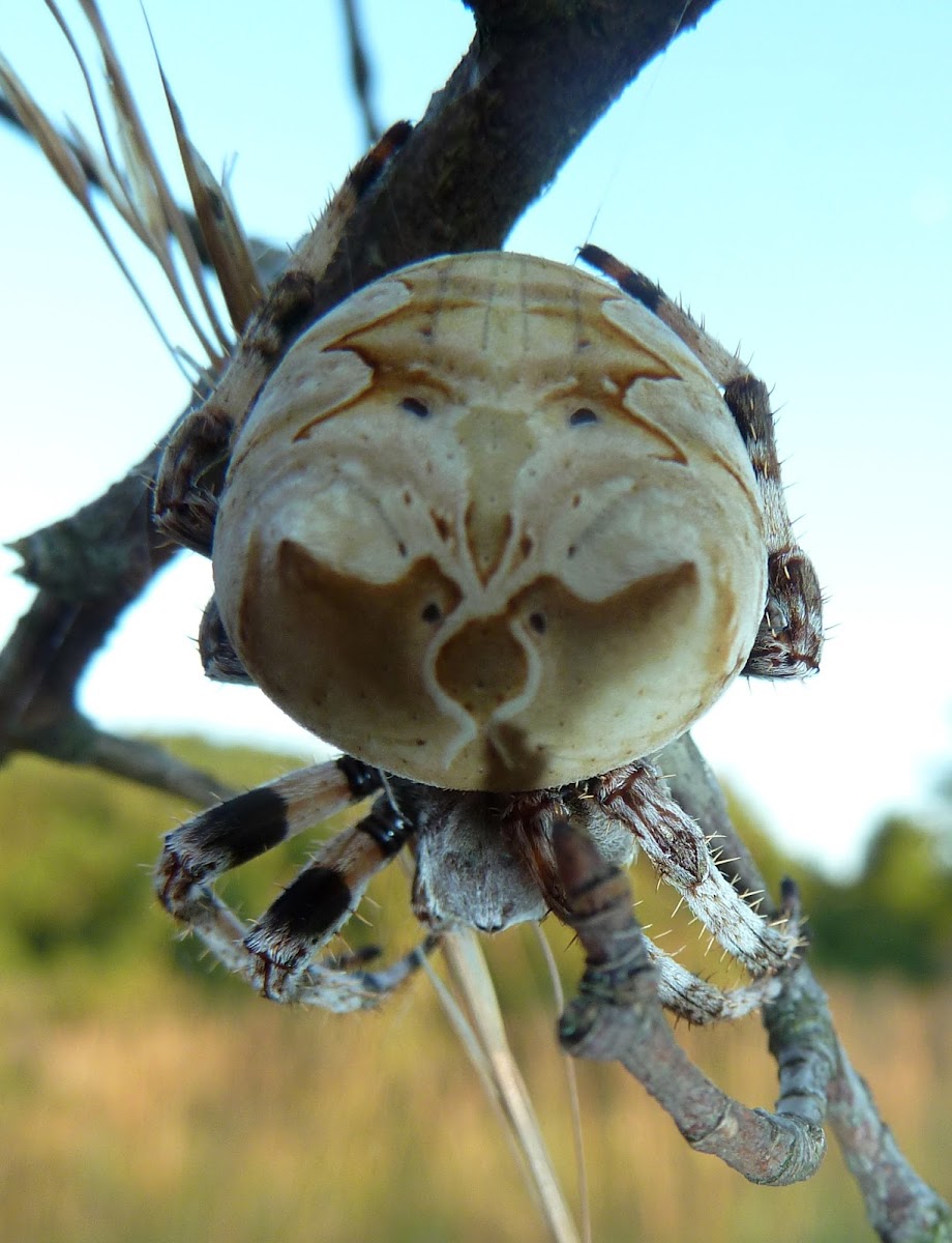 Araneus Grossus Garden Spider / Pauk ♀