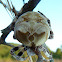 Araneus Grossus Garden Spider / Pauk ♀
