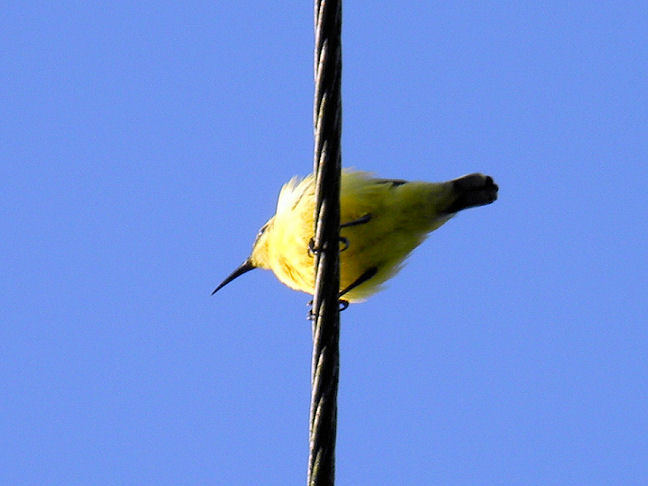 yellow-breasted sunbird (female)