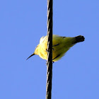yellow-breasted sunbird (female)