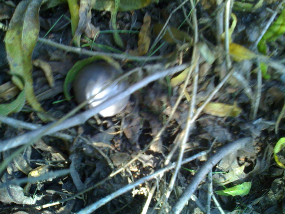 Silver Mushroom