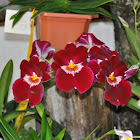 Orquídeas