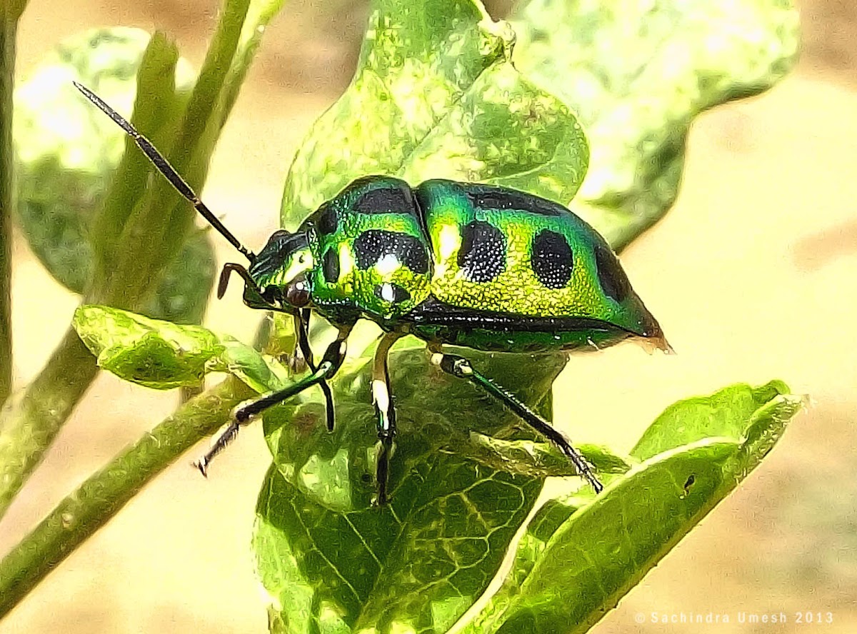 Jewell Bug