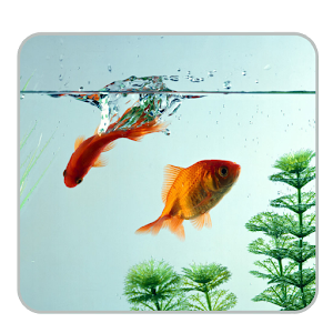 Aquarium Live Wallpaper.apk 1.0
