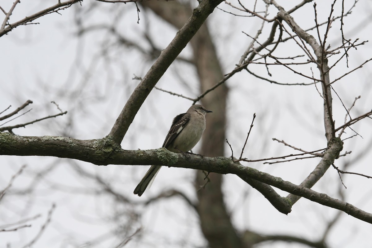 Northern Mockingbird