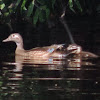Wood Duck     female with ducklings
