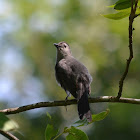 (Young) Gray Catbird