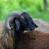 Sheep (Male)