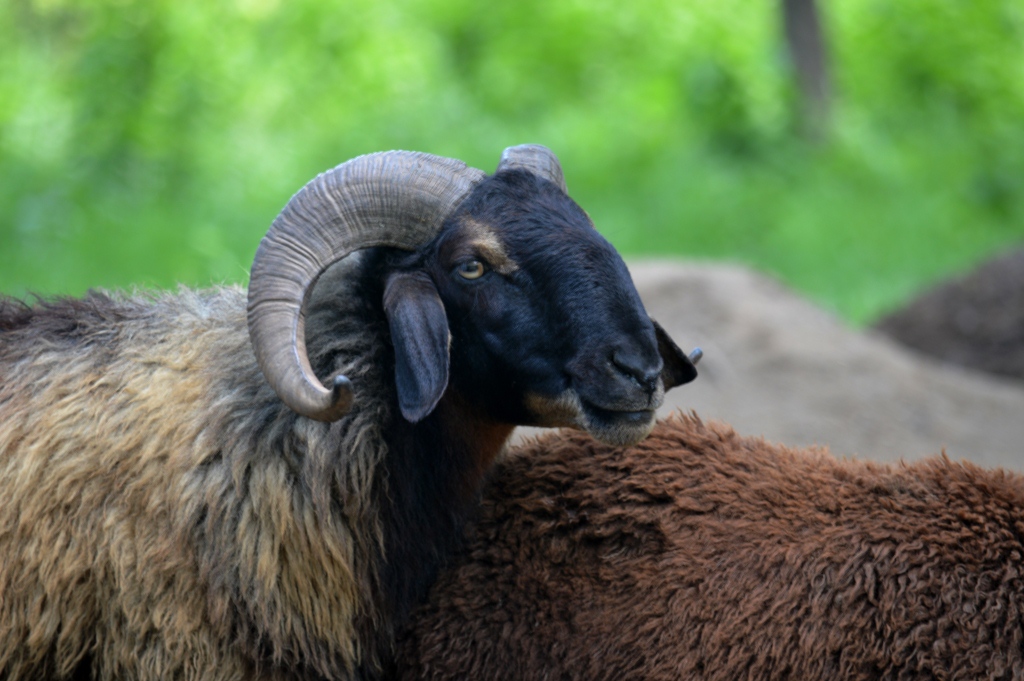 Sheep (Male)