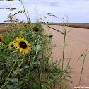 Prairie Sunflower
