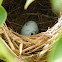 Red-winged Blackbird Egg