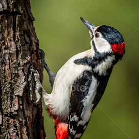 Toc Toc... by Federico Lenzi - Animals Birds