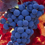 Grapes against red vine leaves by Gale Perry -  