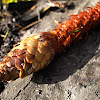 plundered Spruce cone