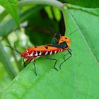 Cotton Stainer