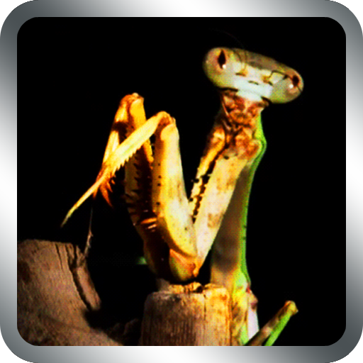 Praying Mantis Live Wallpaper LOGO-APP點子